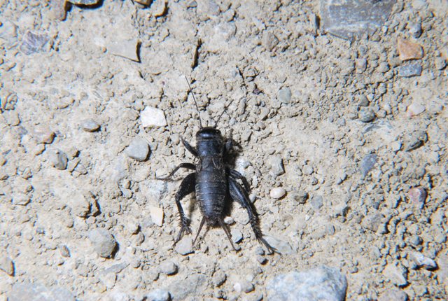 Ninfa di Melanogryllus desertus